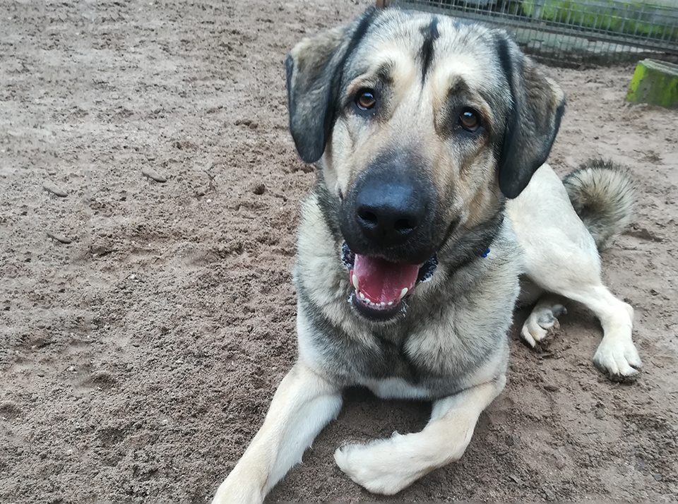 Kangal Ben