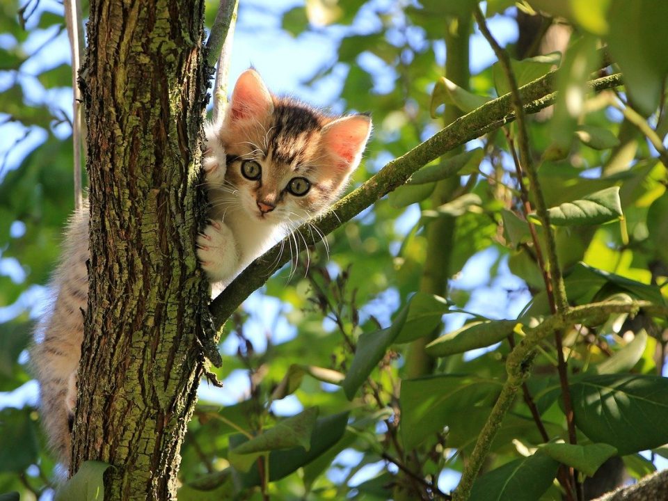 Katzenschutzverordnung